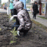 В поселке Латная заложили аллею из 301 саженца кедровой сосны - Semiluki.Ws